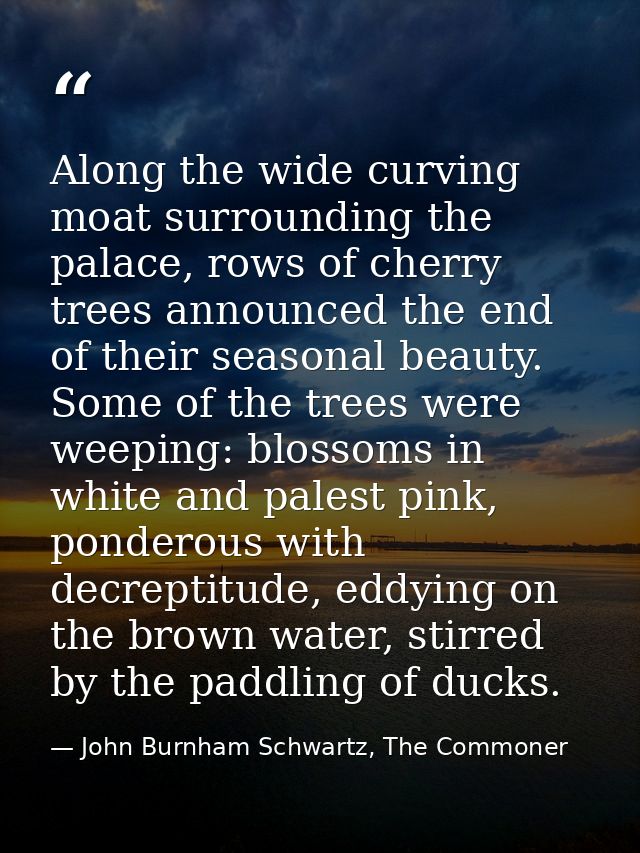 Along the wide curving moat surrounding the palace, rows of cherry trees announced the end of their seasonal beauty. Som — John Burnham Schwartz, The Commoner