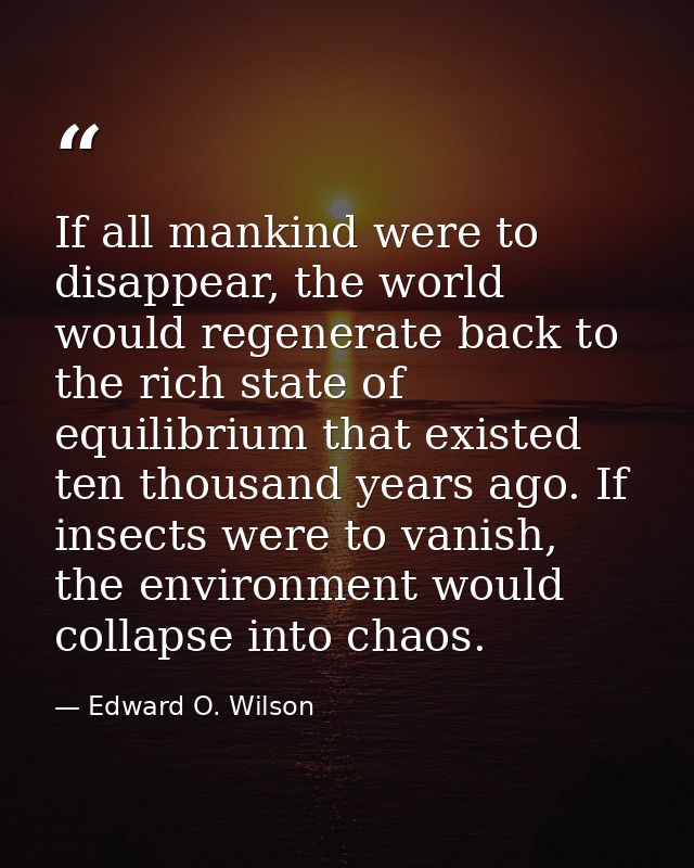 If all mankind were to disappear, the world would regenerate back to the rich state of equilibrium that existed ten thou — Edward O. Wilson