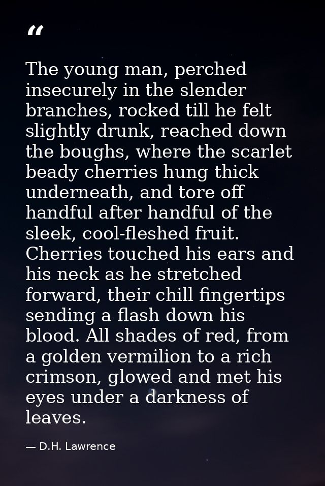 The young man, perched insecurely in the slen­der branches, rocked till he felt slightly drunk, reached down the boughs, — D.H. Lawrence