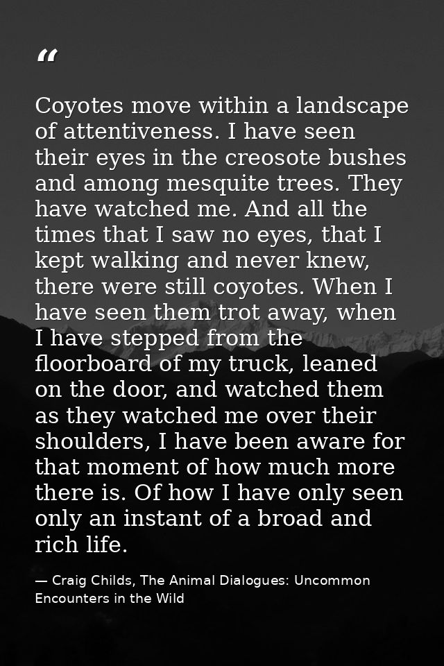 Coyotes move within a landscape of attentiveness. I have seen their eyes in the creosote bushes and among mesquite trees — Craig Childs, The Animal Dialogues: Uncommon Encounters in the Wild