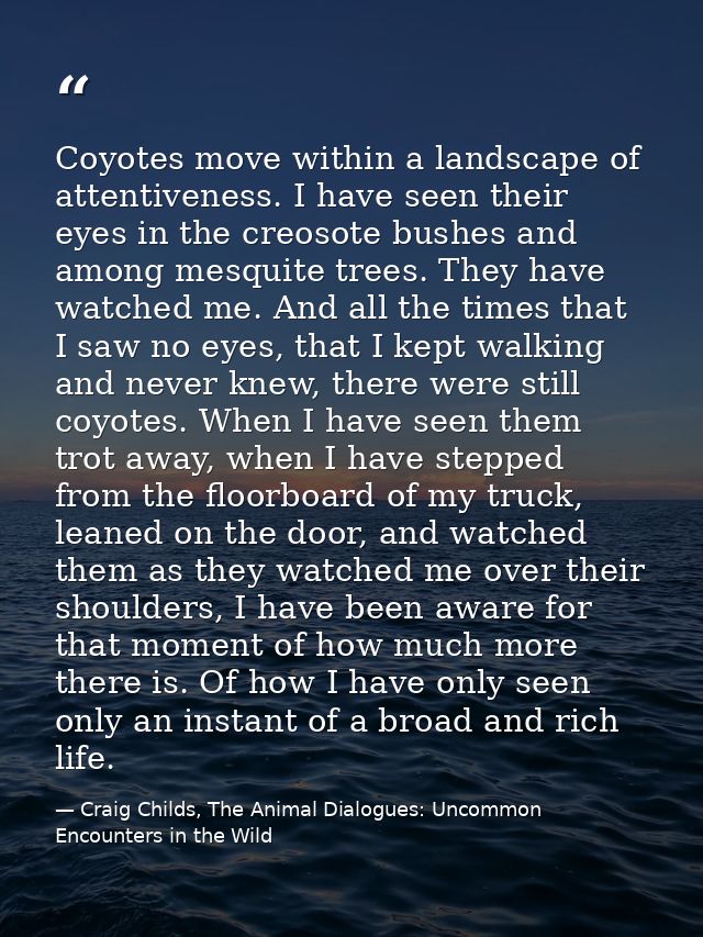 Coyotes move within a landscape of attentiveness. I have seen their eyes in the creosote bushes and among mesquite trees — Craig Childs, The Animal Dialogues: Uncommon Encounters in the Wild