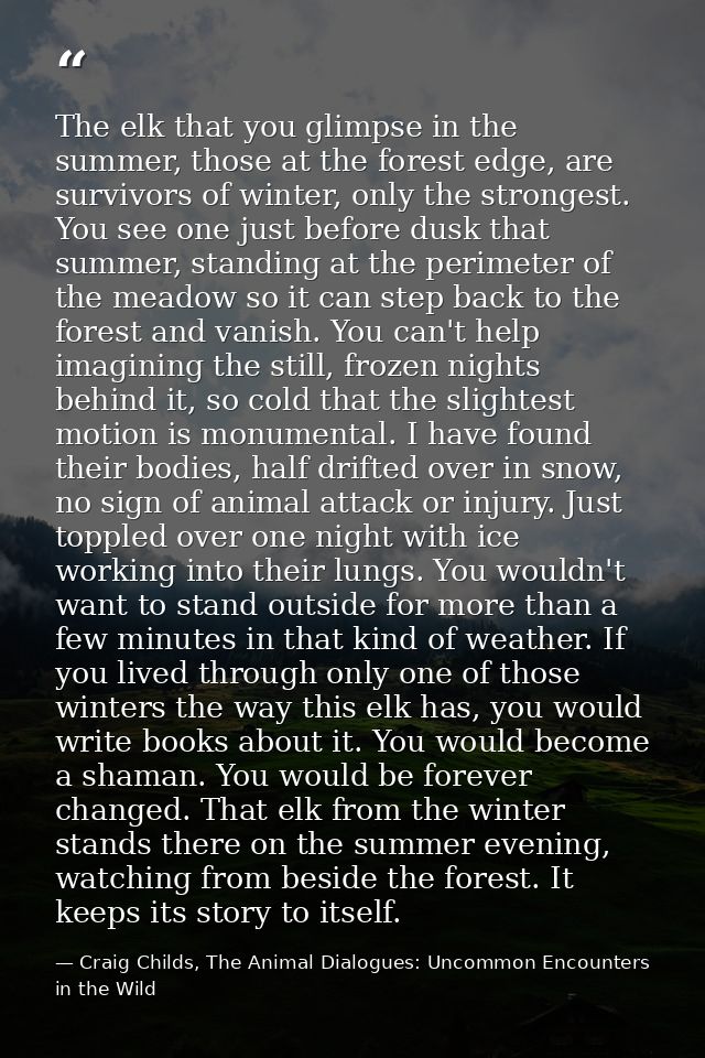 The elk that you glimpse in the summer, those at the forest edge, are survivors of winter, only the strongest. You see o — Craig Childs, The Animal Dialogues: Uncommon Encounters in the Wild
