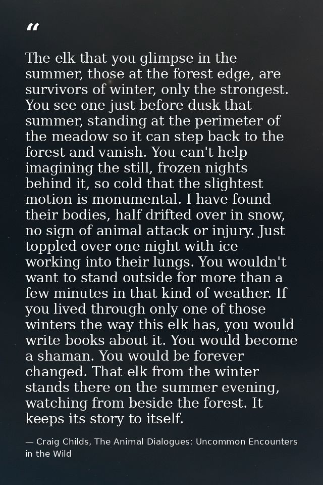The elk that you glimpse in the summer, those at the forest edge, are survivors of winter, only the strongest. You see o — Craig Childs, The Animal Dialogues: Uncommon Encounters in the Wild