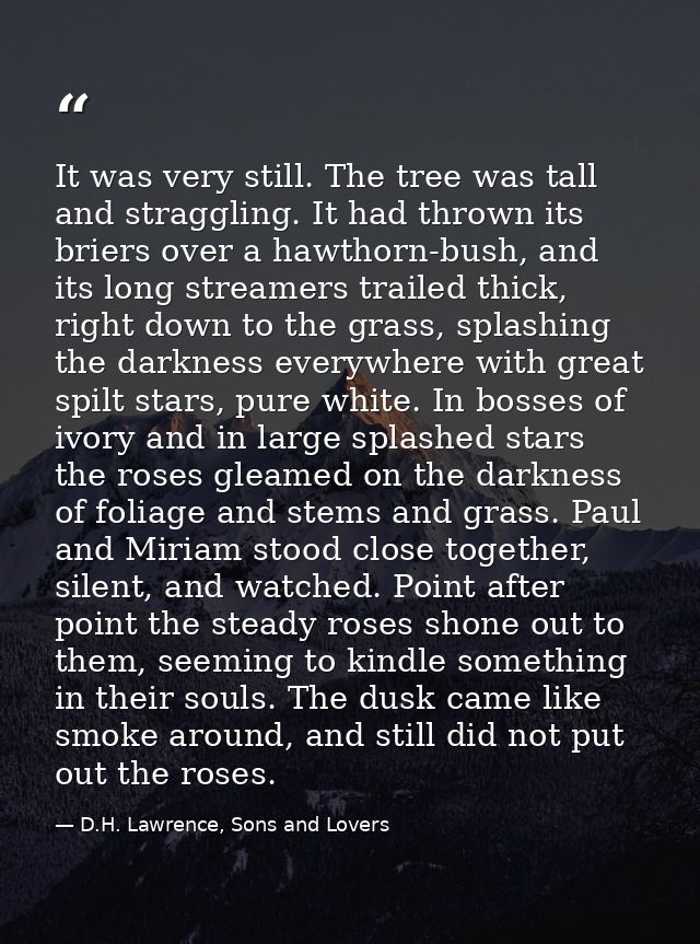 It was very still. The tree was tall and straggling. It had thrown its briers over a hawthorn-bush, and its long streame — D.H. Lawrence, Sons and Lovers