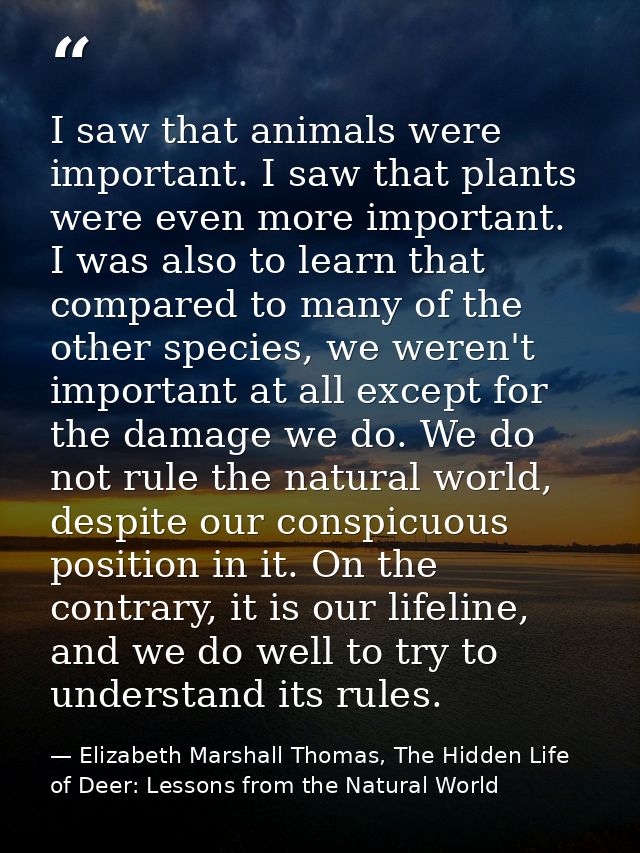 I saw that animals were important. I saw that plants were even more important. I was also to learn that compared to many — Elizabeth Marshall Thomas, The Hidden Life of Deer: Lessons from the Natural World