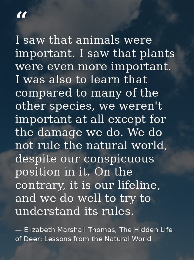 I saw that animals were important. I saw that plants were even more important. I was also to learn that compared to many — Elizabeth Marshall Thomas, The Hidden Life of Deer: Lessons from the Natural World