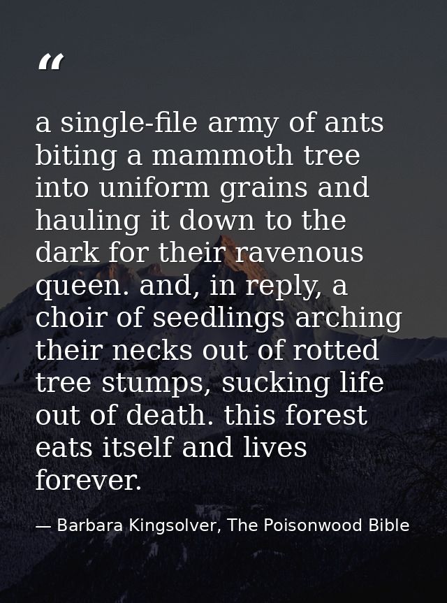 a single-file army of ants biting a mammoth tree into uniform grains and hauling it down to the dark for their ravenous  — Barbara Kingsolver, The Poisonwood Bible