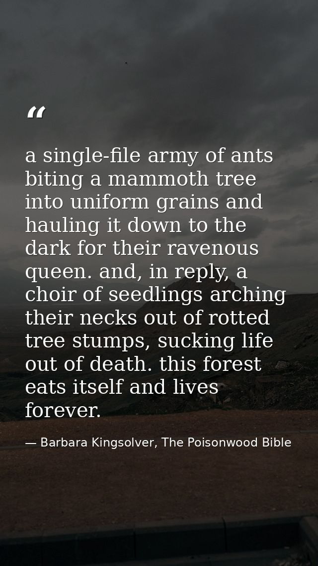 a single-file army of ants biting a mammoth tree into uniform grains and hauling it down to the dark for their ravenous  — Barbara Kingsolver, The Poisonwood Bible