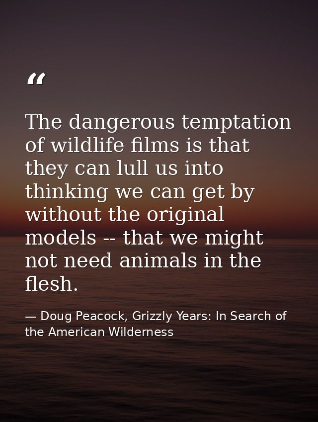 The dangerous temptation of wildlife films is that they can lull us into thinking we can get by without the original mod — Doug Peacock, Grizzly Years: In Search of the American Wilderness
