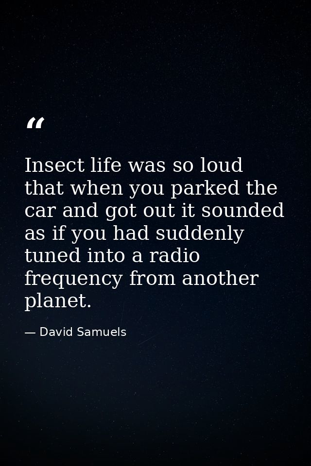 Insect life was so loud that when you parked the car and got out it sounded as if you had suddenly tuned into a radio fr — David Samuels