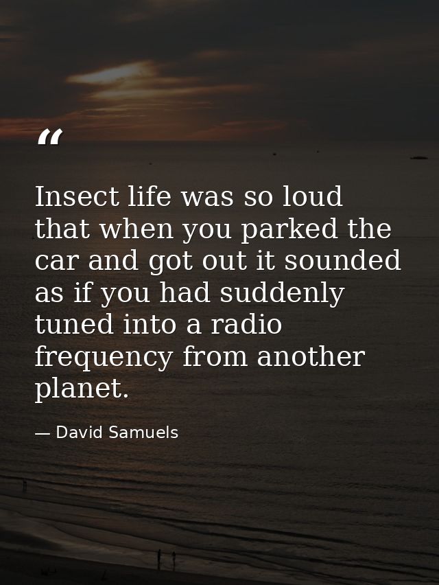 Insect life was so loud that when you parked the car and got out it sounded as if you had suddenly tuned into a radio fr — David Samuels