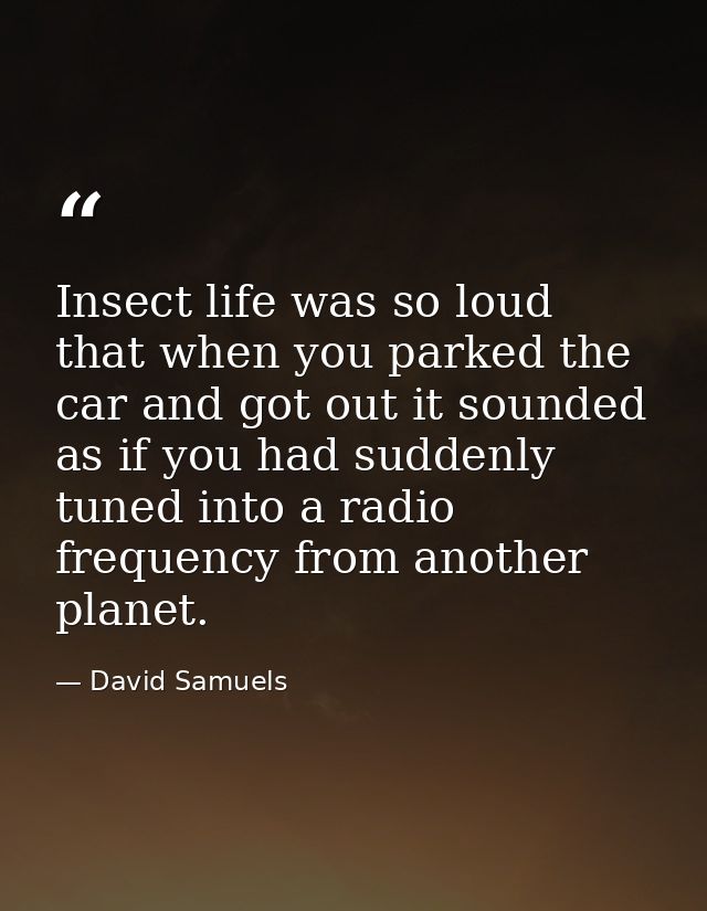 Insect life was so loud that when you parked the car and got out it sounded as if you had suddenly tuned into a radio fr — David Samuels