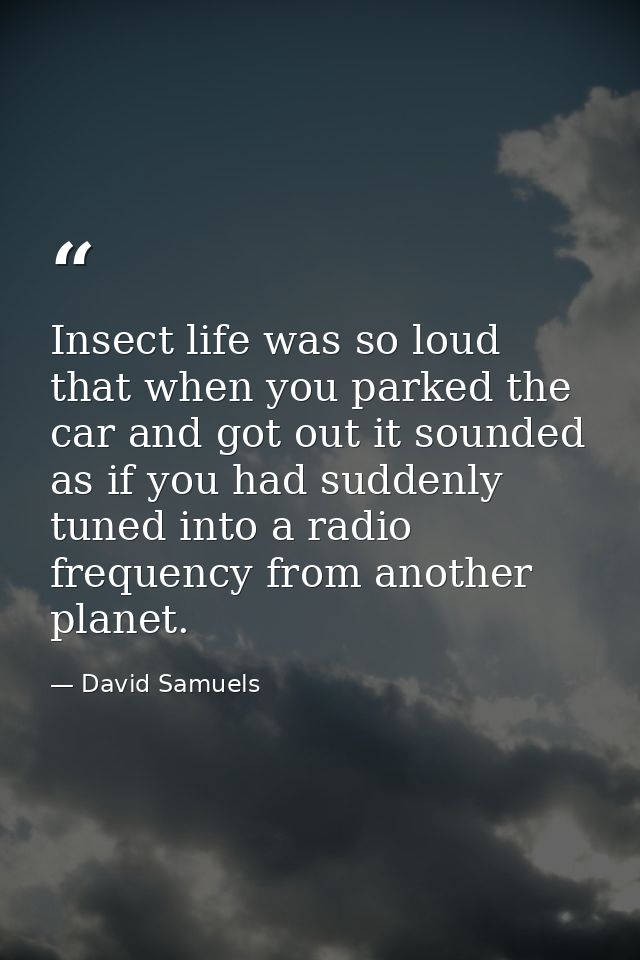 Insect life was so loud that when you parked the car and got out it sounded as if you had suddenly tuned into a radio fr — David Samuels