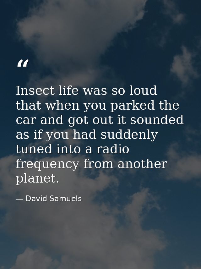 Insect life was so loud that when you parked the car and got out it sounded as if you had suddenly tuned into a radio fr — David Samuels