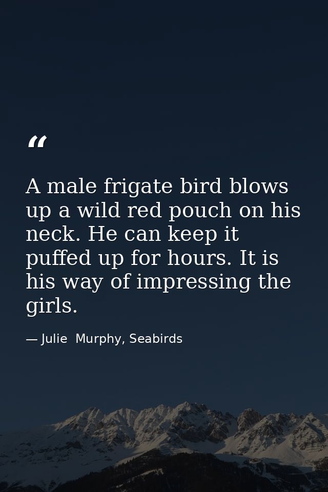A male frigate bird blows up a wild red pouch on his neck. He can keep it puffed up for hours. It is his way of impressi — Julie  Murphy, Seabirds