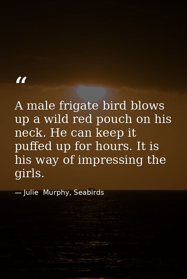 A male frigate bird blows up a wild red pouch on his neck. He can keep it puffed up for hours. It is his way of impressi — Julie  Murphy, Seabirds