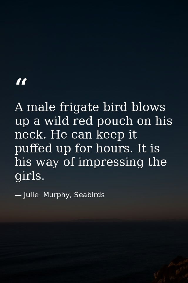 A male frigate bird blows up a wild red pouch on his neck. He can keep it puffed up for hours. It is his way of impressi — Julie  Murphy, Seabirds