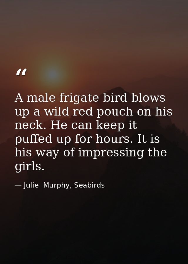 A male frigate bird blows up a wild red pouch on his neck. He can keep it puffed up for hours. It is his way of impressi — Julie  Murphy, Seabirds