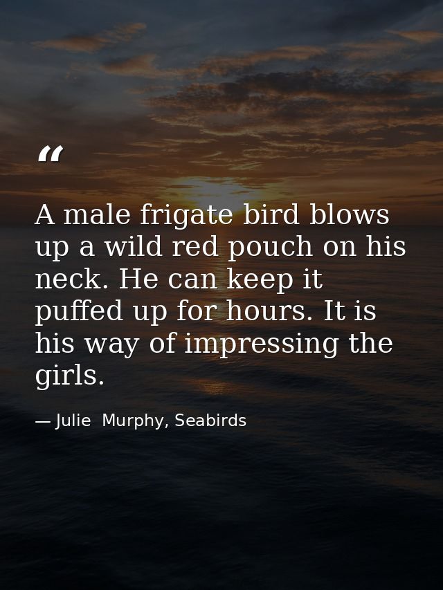 A male frigate bird blows up a wild red pouch on his neck. He can keep it puffed up for hours. It is his way of impressi — Julie  Murphy, Seabirds