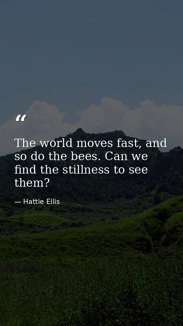 The world moves fast, and so do the bees. Can we find the stillness to see them? — Hattie Ellis