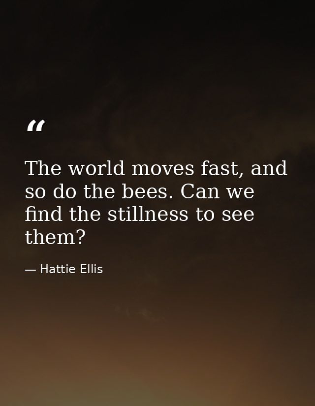 The world moves fast, and so do the bees. Can we find the stillness to see them? — Hattie Ellis