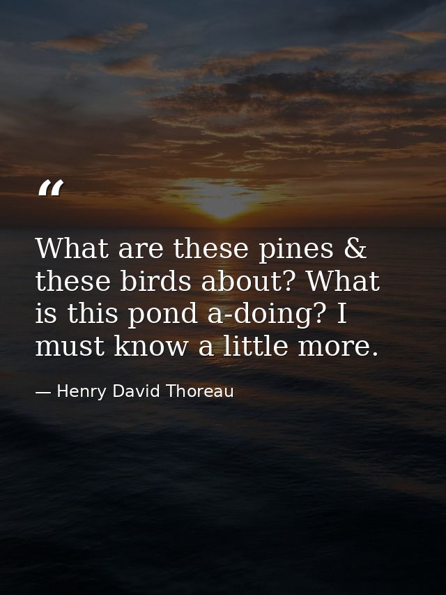 What are these pines & these birds about? What is this pond a-doing? I must know a little more. — Henry David Thoreau