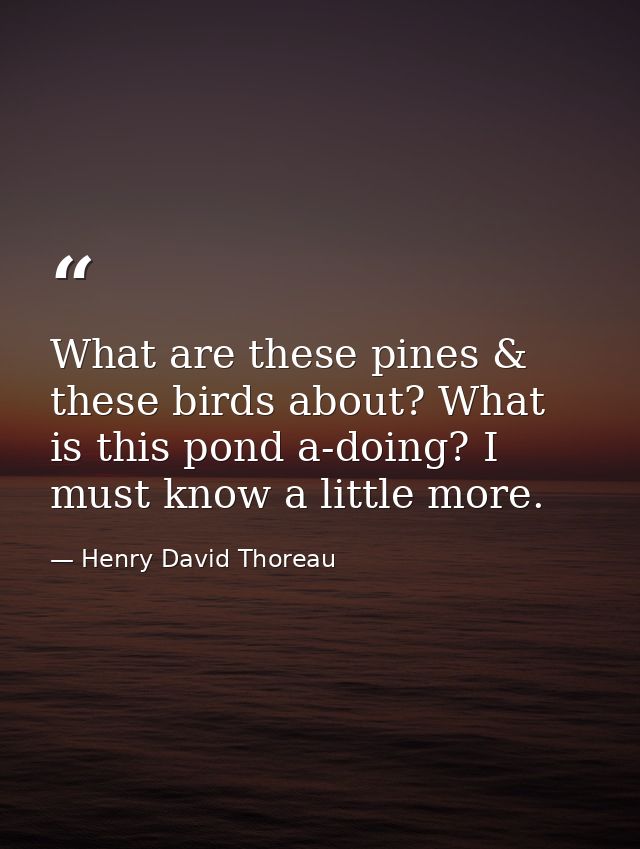 What are these pines & these birds about? What is this pond a-doing? I must know a little more. — Henry David Thoreau