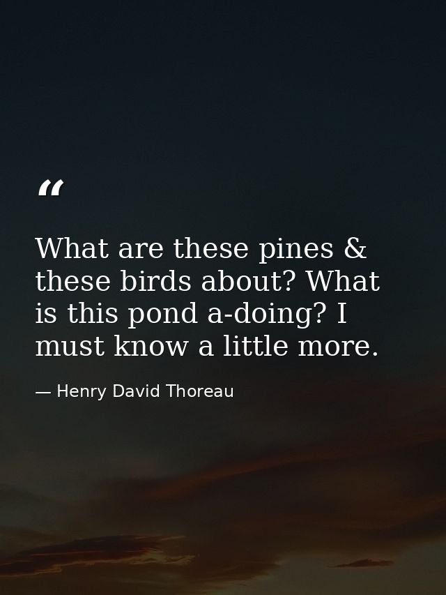 What are these pines & these birds about? What is this pond a-doing? I must know a little more. — Henry David Thoreau