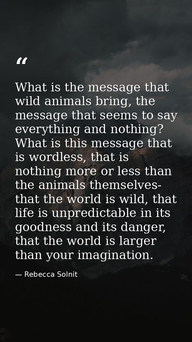 What is the message that wild animals bring, the message that seems to say everything and nothing? What is this message  — Rebecca Solnit