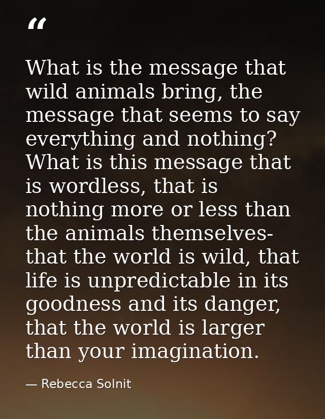 What is the message that wild animals bring, the message that seems to say everything and nothing? What is this message  — Rebecca Solnit