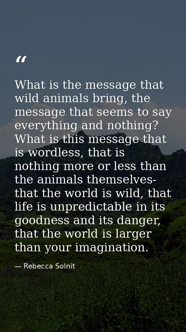 What is the message that wild animals bring, the message that seems to say everything and nothing? What is this message  — Rebecca Solnit