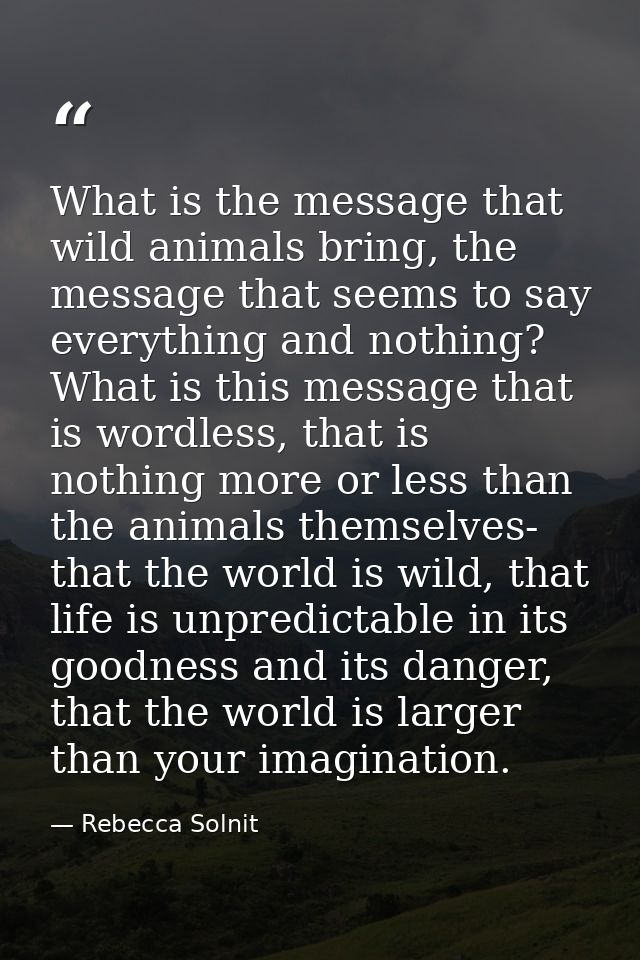 What is the message that wild animals bring, the message that seems to say everything and nothing? What is this message  — Rebecca Solnit