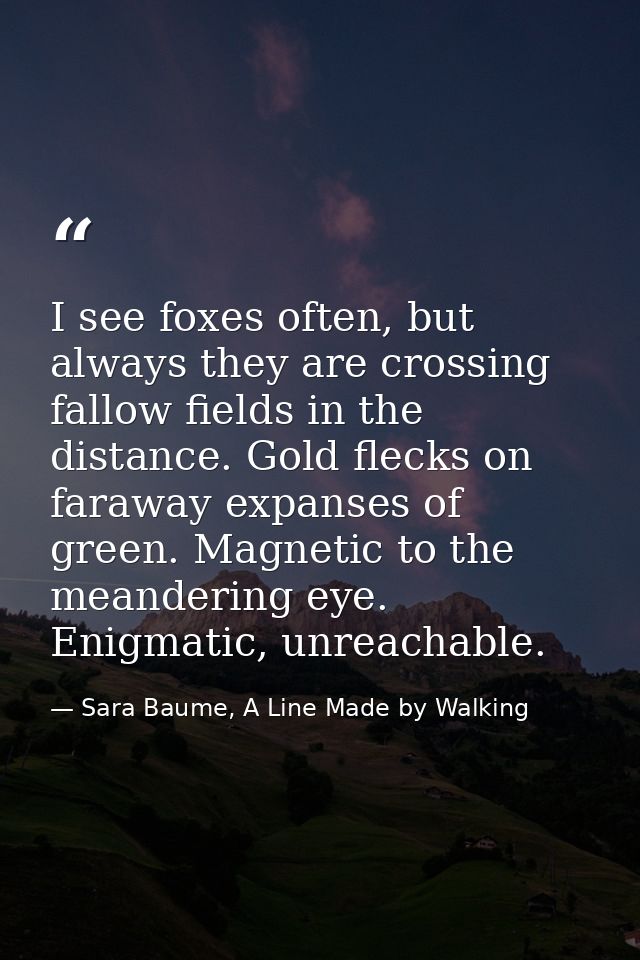 I see foxes often, but always they are crossing fallow fields in the distance. Gold flecks on faraway expanses of green. — Sara Baume, A Line Made by Walking