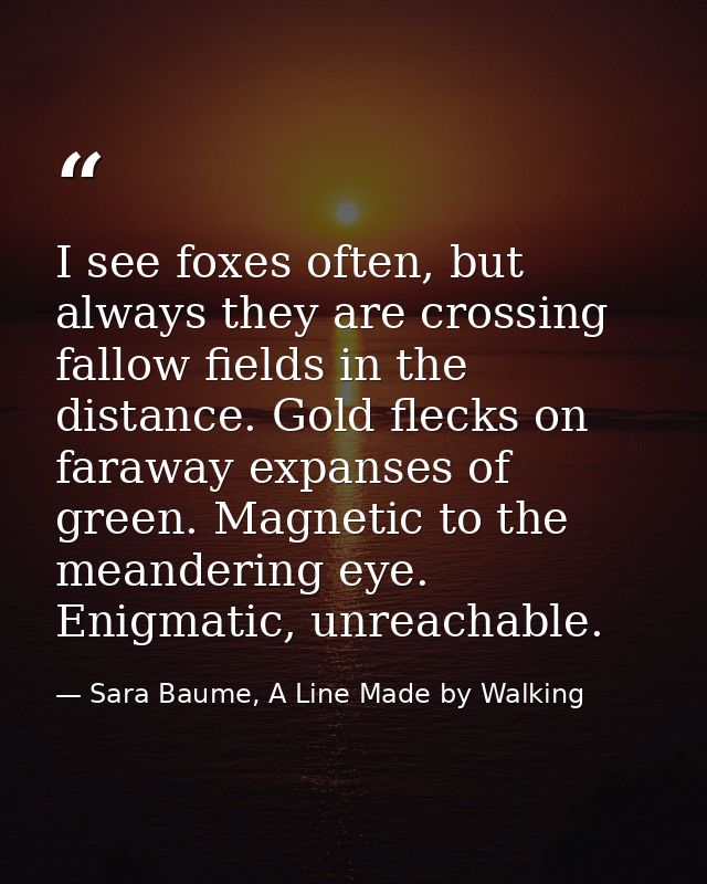 I see foxes often, but always they are crossing fallow fields in the distance. Gold flecks on faraway expanses of green. — Sara Baume, A Line Made by Walking
