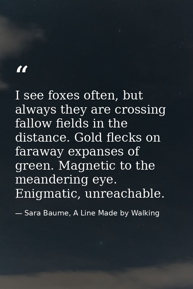 I see foxes often, but always they are crossing fallow fields in the distance. Gold flecks on faraway expanses of green. — Sara Baume, A Line Made by Walking