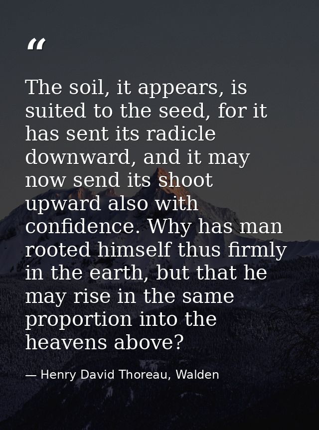 The soil, it appears, is suited to the seed, for it has sent its radicle downward, and it may now send its shoot upward  — Henry David Thoreau, Walden