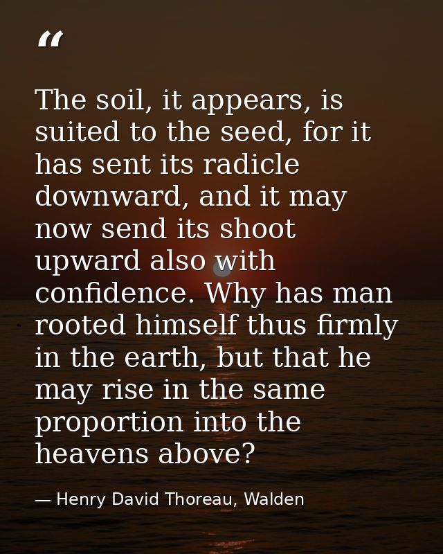 The soil, it appears, is suited to the seed, for it has sent its radicle downward, and it may now send its shoot upward  — Henry David Thoreau, Walden