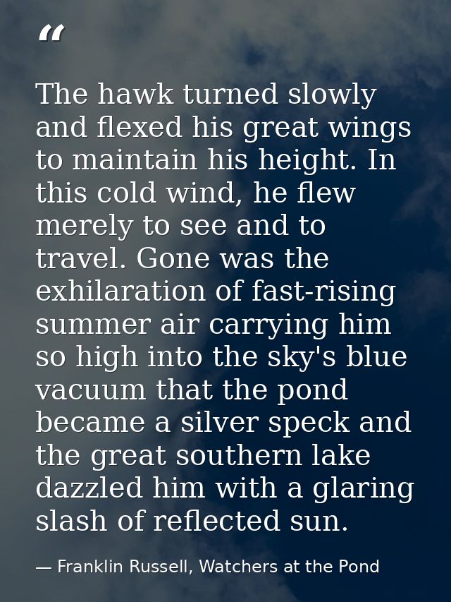 The hawk turned slowly and flexed his great wings to maintain his height. In this cold wind, he flew merely to see and t — Franklin Russell, Watchers at the Pond