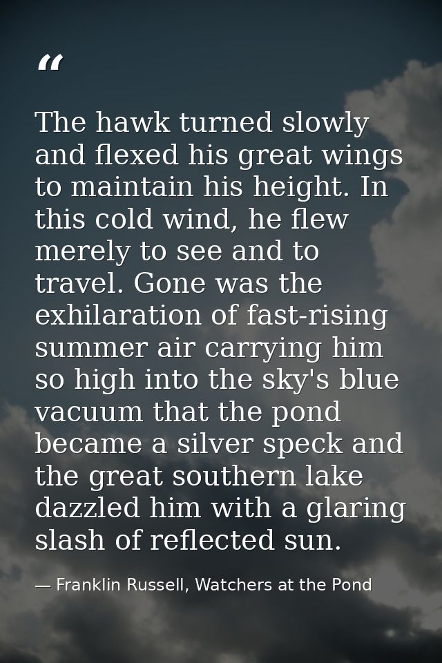 The hawk turned slowly and flexed his great wings to maintain his height. In this cold wind, he flew merely to see and t — Franklin Russell, Watchers at the Pond