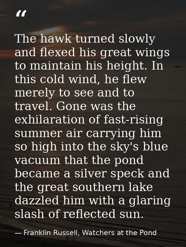 The hawk turned slowly and flexed his great wings to maintain his height. In this cold wind, he flew merely to see and t — Franklin Russell, Watchers at the Pond