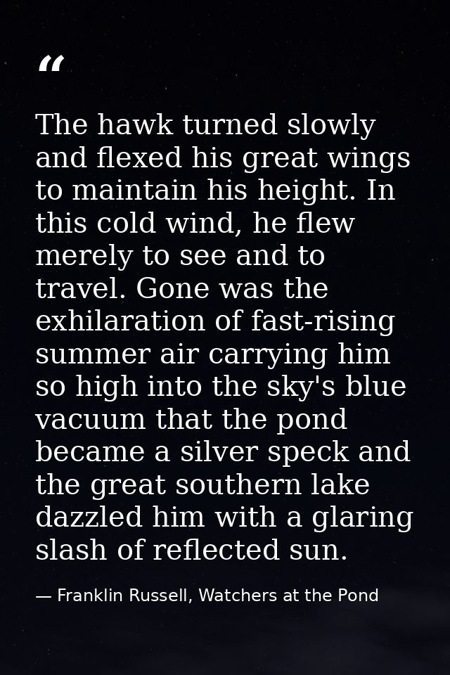 The hawk turned slowly and flexed his great wings to maintain his height. In this cold wind, he flew merely to see and t — Franklin Russell, Watchers at the Pond