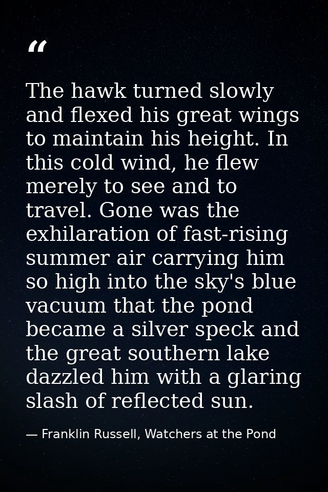 The hawk turned slowly and flexed his great wings to maintain his height. In this cold wind, he flew merely to see and t — Franklin Russell, Watchers at the Pond