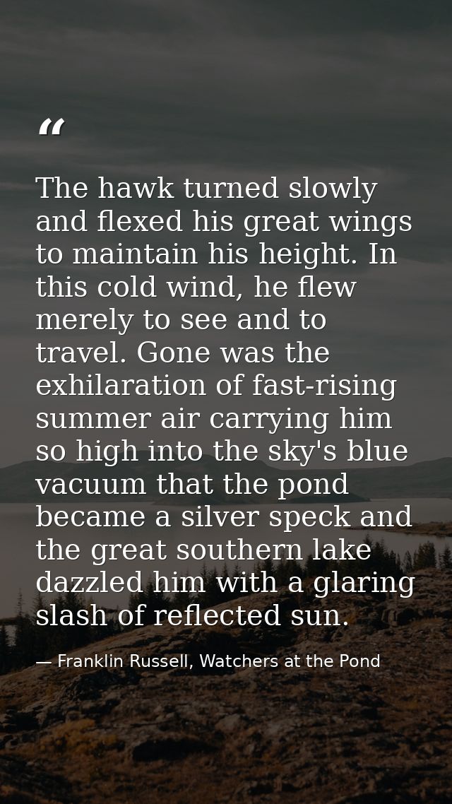 The hawk turned slowly and flexed his great wings to maintain his height. In this cold wind, he flew merely to see and t — Franklin Russell, Watchers at the Pond