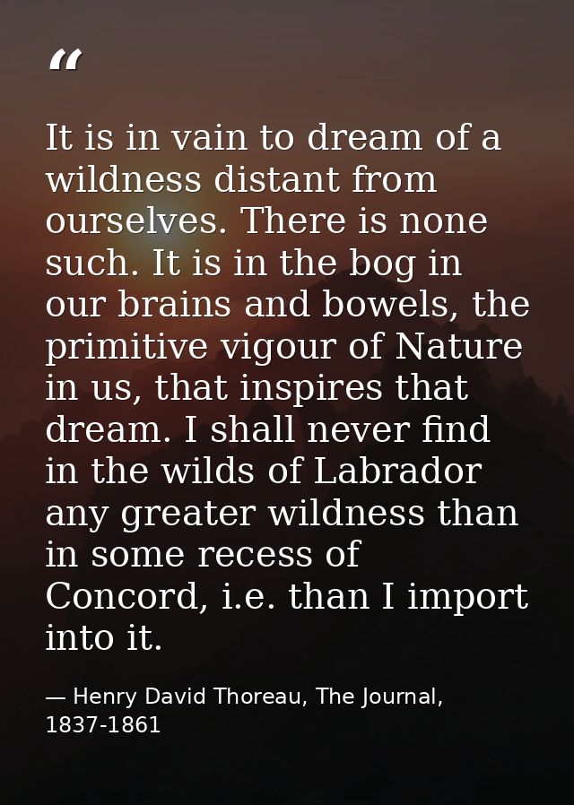 It is in vain to dream of a wildness distant from ourselves. There is none such. It is in the bog in our brains and bowe — Henry David Thoreau, The Journal, 1837-1861