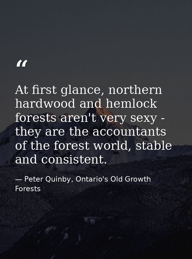 At first glance, northern hardwood and hemlock forests aren't very sexy - they are the accountants of the forest world,  — Peter Quinby, Ontario's Old Growth Forests