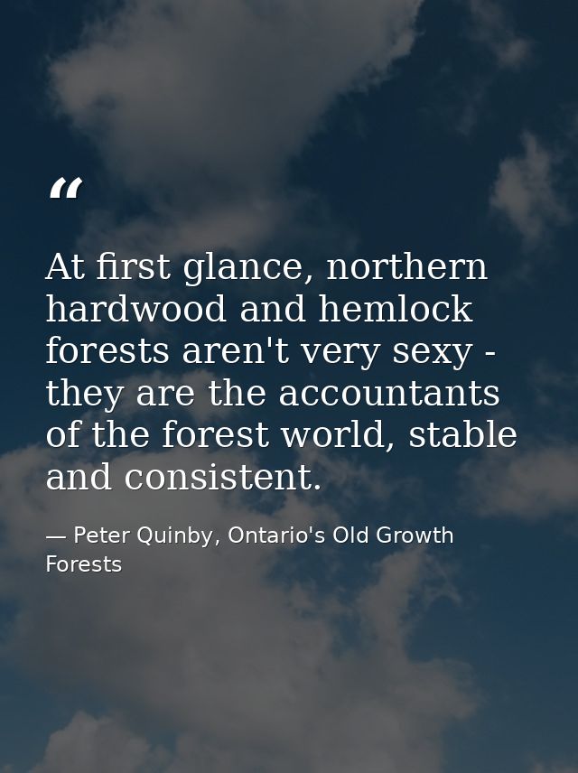 At first glance, northern hardwood and hemlock forests aren't very sexy - they are the accountants of the forest world,  — Peter Quinby, Ontario's Old Growth Forests