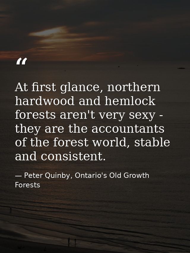 At first glance, northern hardwood and hemlock forests aren't very sexy - they are the accountants of the forest world,  — Peter Quinby, Ontario's Old Growth Forests
