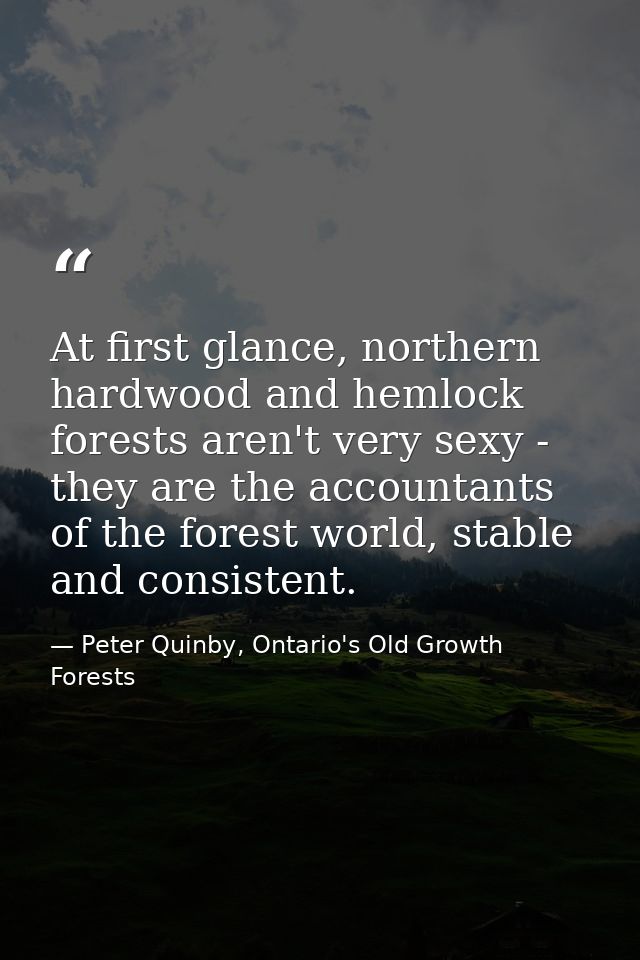 At first glance, northern hardwood and hemlock forests aren't very sexy - they are the accountants of the forest world,  — Peter Quinby, Ontario's Old Growth Forests