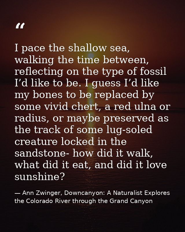 I pace the shallow sea, walking the time between, reflecting on the type of fossil I’d like to be. I guess I’d like my b — Ann Zwinger, Downcanyon: A Naturalist Explores the Colorado River through the Grand Canyon