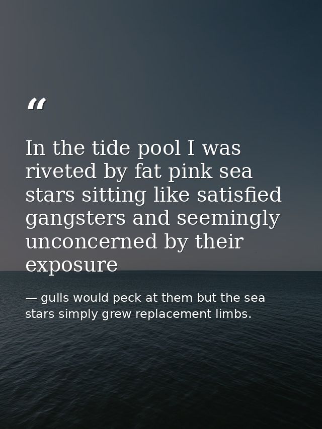 In the tide pool I was riveted by fat pink sea stars sitting like satisfied gangsters and seemingly unconcerned by their — gulls would peck at them but the sea stars simply grew replacement limbs.